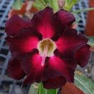 4 PCS Seeds Pink Black White Desert Rose 4 PCS Seeds Pink Black White Desert Rose