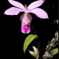 100 PCS Seeds Pleione Bonsai Rare Orchid Bonsai Popular Perennial Garden Gorgeous Flower Bonsai