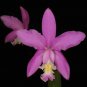 100 PCS Seeds Pleione Bonsai Rare Orchid Bonsai Popular Perennial Garden Gorgeous Flower Bonsai