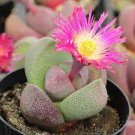 20 PCS Seeds PLEIOSPILOS nelii Succulents Garden Plants