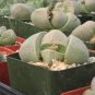 20 PCS Seeds PLEIOSPILOS nelii Succulents Garden Plants