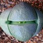 20 PCS Seeds PLEIOSPILOS nelii Succulents Garden Plants