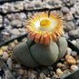 20 PCS Seeds PLEIOSPILOS nelii Succulents Garden Plants