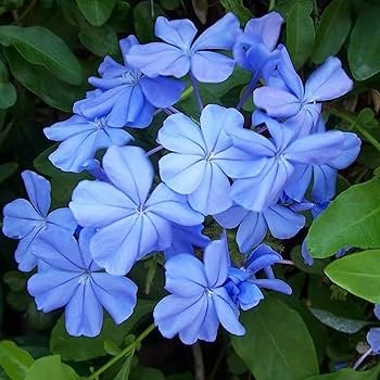 6000 PCS Seeds Plumbago auriculat