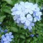 6000 PCS Seeds Plumbago auriculat