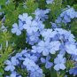 6000 PCS Seeds Plumbago auriculat