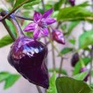 25 PCS Seeds Pod Pepper Dark Purple Chile Vegetables 25 PCS Seeds Pod Pepper Dark Purple Chile Vegetables