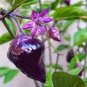25 PCS Seeds Pod Pepper Dark Purple Chile Vegetables