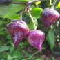 25 PCS Seeds Pod Pepper Dark Purple Chile Vegetables