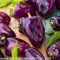 25 PCS Seeds Pod Pepper Dark Purple Chile Vegetables