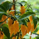 25 PCS Seeds Pod Pepper Yellow Cluster of Hot Chili Vegetable 25 PCS Seeds Pod Pepper Yellow Cluster of Hot Chili Vegetable