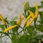 25 PCS Seeds Pod Pepper Yellow Cluster of Hot Chili Vegetable