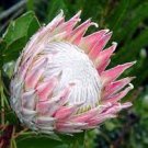 2 PCS Seeds Protea Cynaroides 'Maddie'