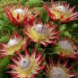 2 PCS Seeds Protea Cynaroides 'Maddie'