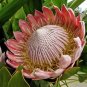 2 PCS Seeds Protea Cynaroides 'Maddie'