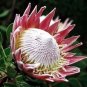 2 PCS Seeds Protea Cynaroides 'Maddie'