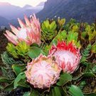 2 PCS Seeds Protea Cynaroides Seeds Water Pink Flowers