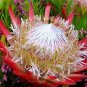 2 PCS Seeds Protea Cynaroides Seeds Water Pink Flowers