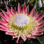 2 PCS Seeds Protea Cynaroides Seeds Water Pink Flowers