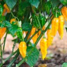 25 PCS Seeds Pod Pepper Yellow Cluster of Hot Chili Vegetable 25 PCS Seeds Pod Pepper Yellow Cluster of Hot Chili Vegetable