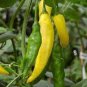 25 PCS Seeds Pod Pepper Yellow Cluster of Hot Chili Vegetable