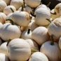 100 PCS Seeds Pumpkin Seeds Casper White Pumpkin 25 Thru