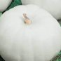 100 PCS Seeds Pumpkin Seeds Casper White Pumpkin 25 Thru