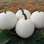100 PCS Seeds Pumpkin Seeds Casper White Pumpkin 25 Thru
