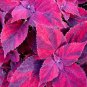 100 PCS Seeds Purple Coleus Blumei Pink Edge Beautiful Natural Flowers