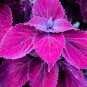 100 PCS Seeds Purple Coleus Blumei Pink Edge Beautiful Natural Flowers