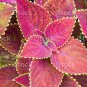 100 PCS Seeds Purple Coleus Blumei Pink Edge Beautiful Natural Flowers