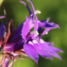 500 PCS Seeds Purple Flower Lobelia vedrariensis Bonsai 500 PCS Seeds Purple Flower Lobelia vedrariensis Bonsai