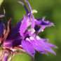 500 PCS Seeds Purple Flower Lobelia vedrariensis Bonsai