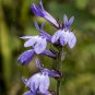 500 PCS Seeds Purple Flower Lobelia vedrariensis Bonsai