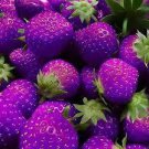 100 PCS Seeds Purple Strawberry easily grow in garden potting