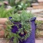 100 PCS Seeds Purple Strawberry easily grow in garden potting