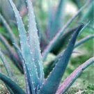 200 PCS Seeds Rainbow Aloe Bonsai Mixed Excellent Succulent Aloe Vera Plants 200 PCS Seeds Rainbow Aloe Bonsai Mixed Excellent Succulent Aloe Vera Plants