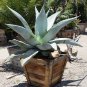 200 PCS Seeds Rainbow Aloe Bonsai Mixed Excellent Succulent Aloe Vera Plants