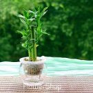 10 PCS Seeds Rainbow Lucky Bamboo Bonsai Small Potted Plants Purify Dracaena