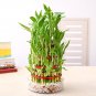 10 PCS Seeds Rainbow Lucky Bamboo Bonsai Small Potted Plants Purify Dracaena