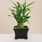 10 PCS Seeds Rainbow Lucky Bamboo Bonsai Small Potted Plants Purify Dracaena