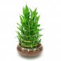 10 PCS Seeds Rainbow Lucky Bamboo Bonsai Small Potted Plants Purify Dracaena