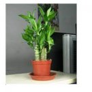 40 PCS Seeds Rainbow Lucky Bamboo Bonsai Small Potted Plants Purify Dracaena Plantas