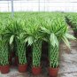 40 PCS Seeds Rainbow Lucky Bamboo Bonsai Small Potted Plants Purify Dracaena Plantas