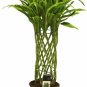 40 PCS Seeds Rainbow Lucky Bamboo Bonsai Small Potted Plants Purify Dracaena Plantas