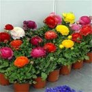 20 PCS Seeds Ranunculus asiaticus Dark Red Blooms Flower 20 PCS Seeds Ranunculus asiaticus Dark Red Blooms Flower