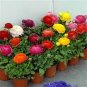 20 PCS Seeds Ranunculus asiaticus Dark Red Blooms Flower
