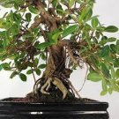 100 PCS Seeds Rare Allamanda Violacea Bonsai Multiple Varieties Bonsai Plants