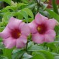 100 PCS Seeds Rare Allamanda Violacea Bonsai Multiple Varieties Bonsai Plants