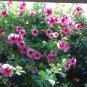 100 PCS Seeds Rare Allamanda Violacea Bonsai Multiple Varieties Bonsai Plants